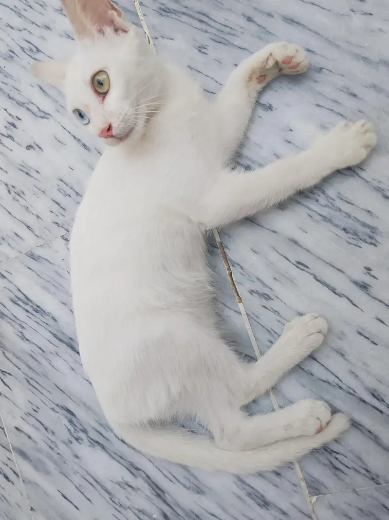 beautiful whait odd eyes cat female, friendly, healthy. — photo 2
