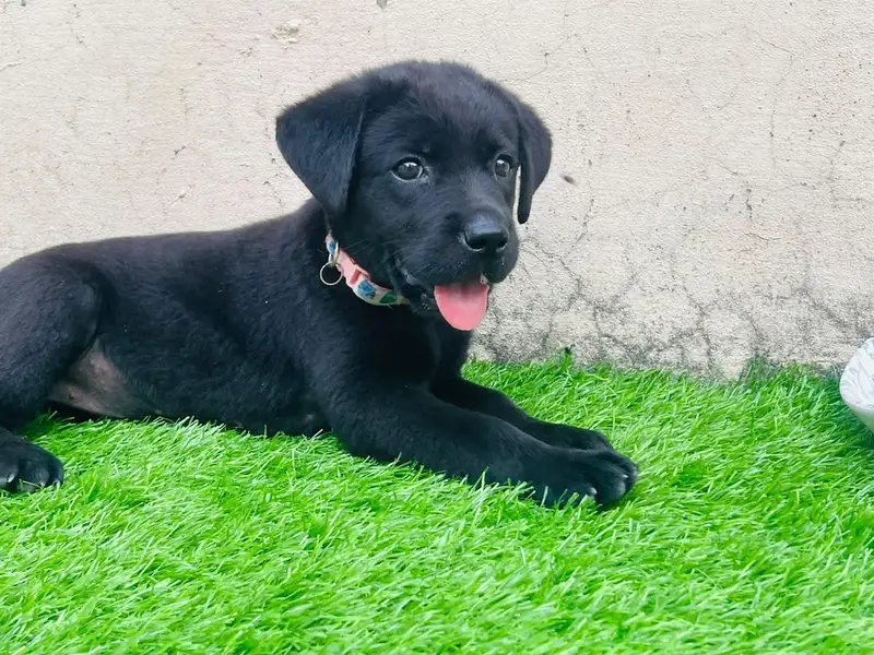 British labrador female puppy for sale — photo 2