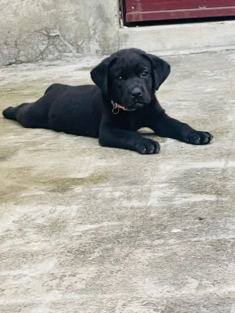 British labrador female puppy for sale — photo 3