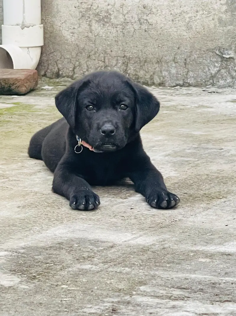 British labrador female puppy for sale — photo 4