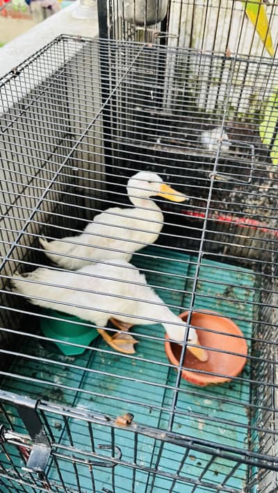 Duck healthy