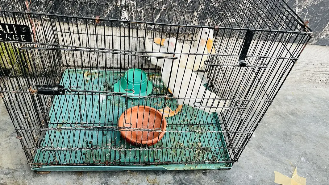 Duck healthy with cage — photo 2