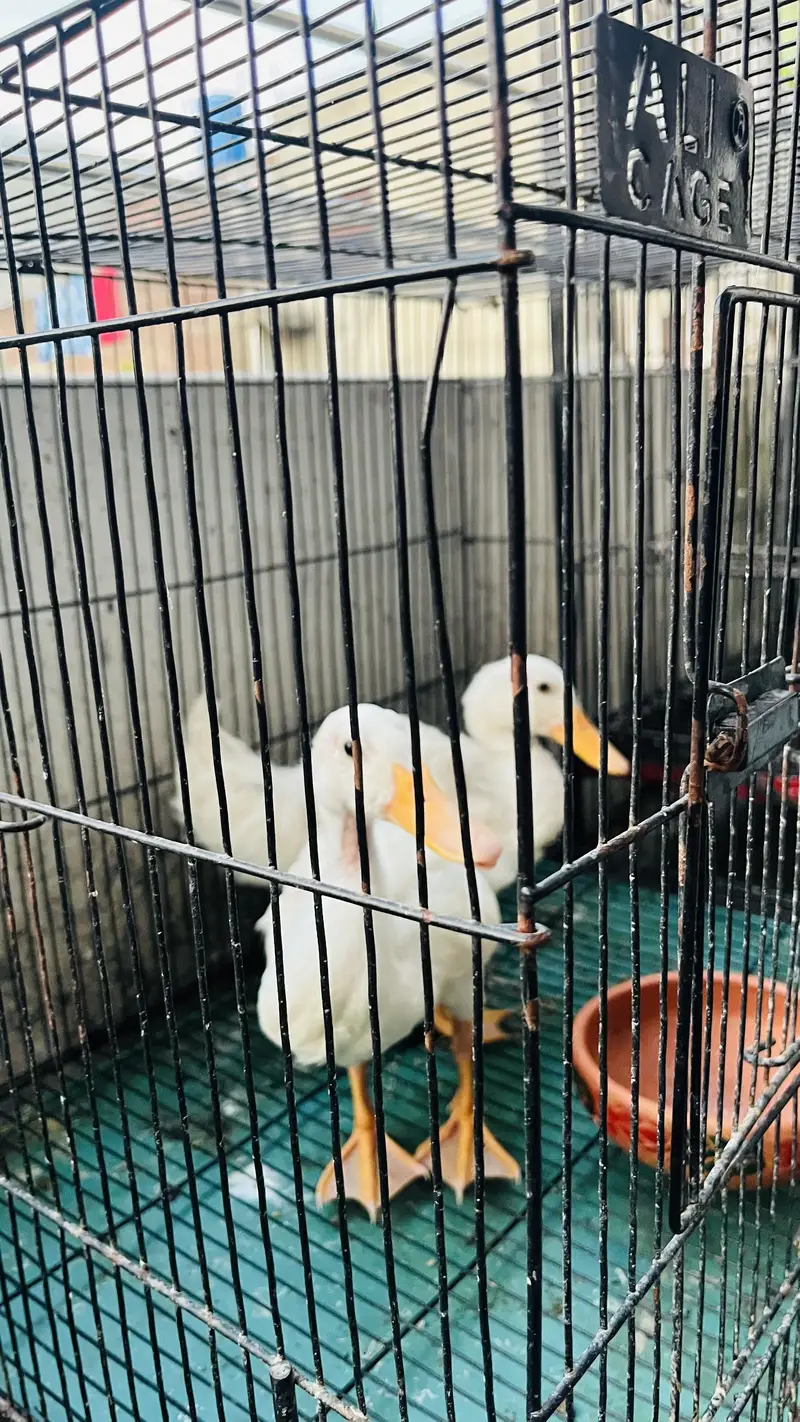 Duck healthy with cage — photo 3