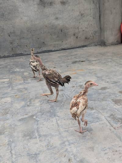 chicks for sle