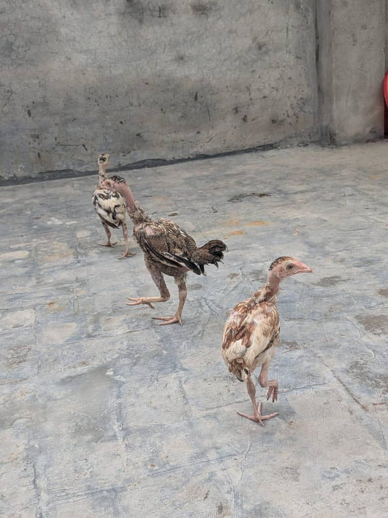 chicks for sle 0