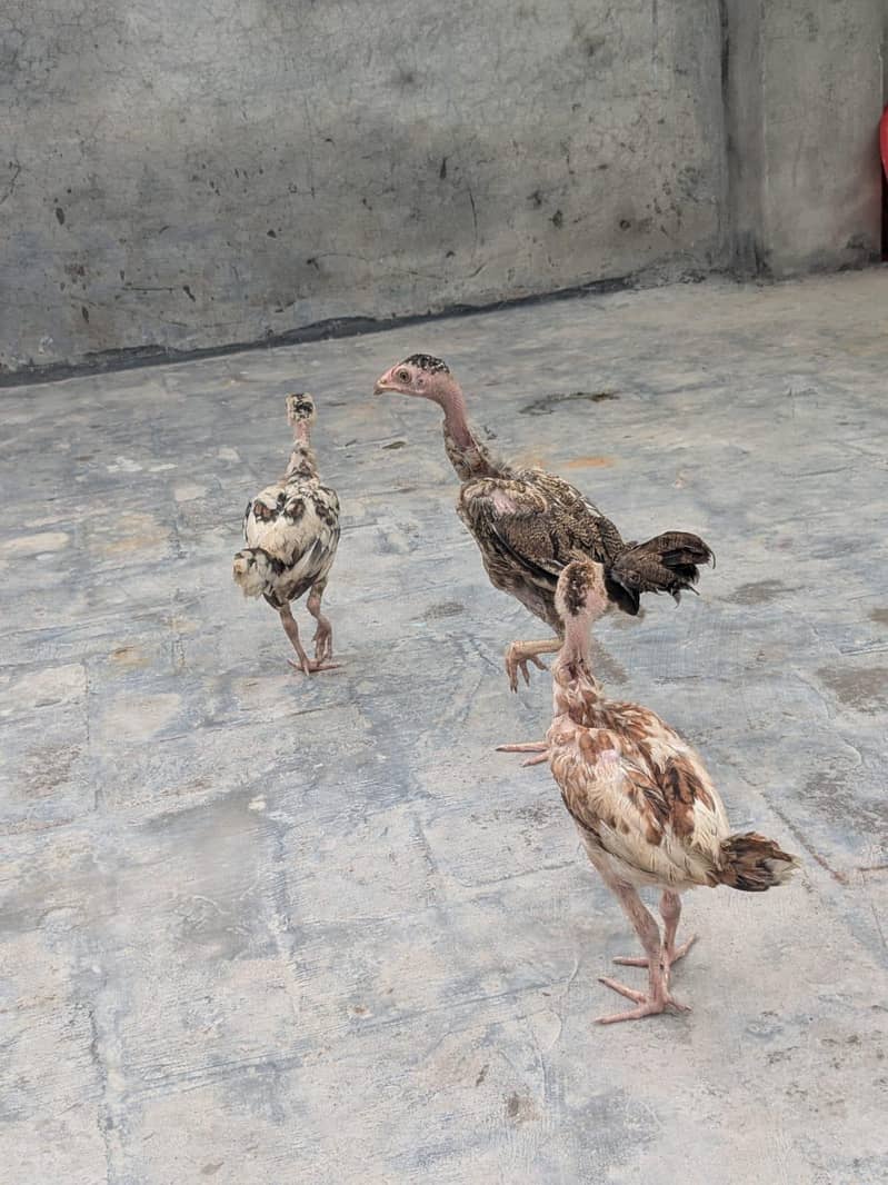 chicks for sle 1