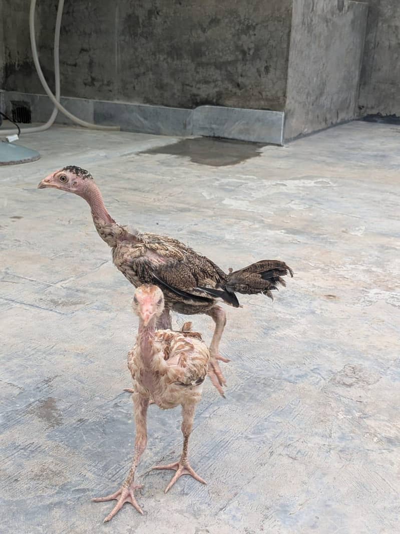 chicks for sle 2
