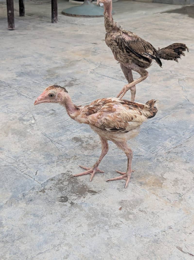 chicks for sle 3