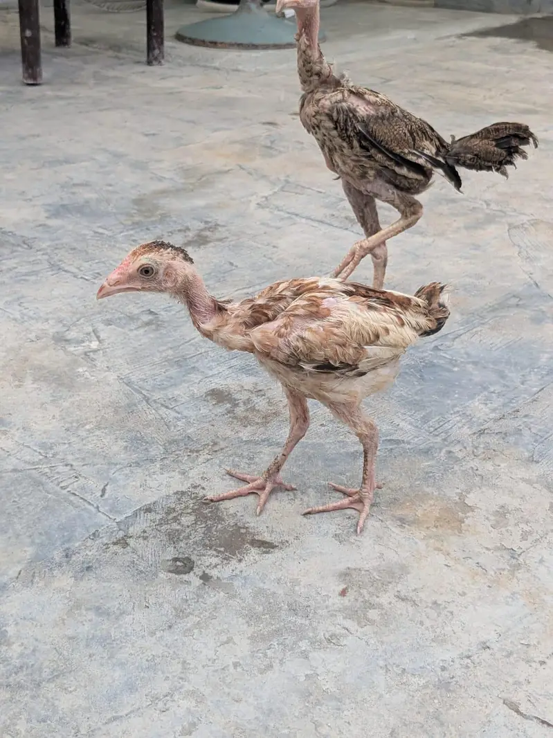 chicks for sle — photo 4