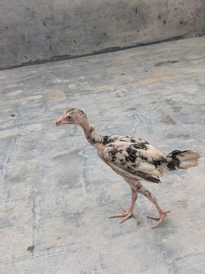 chicks for sle 4