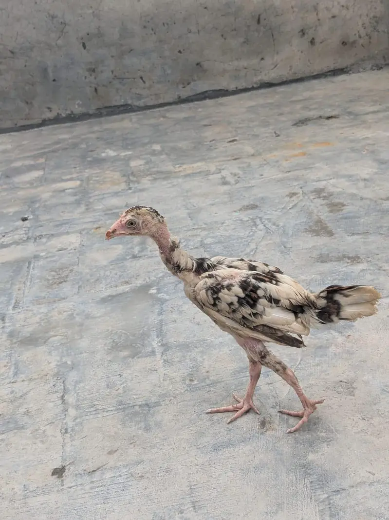 chicks for sle — photo 5