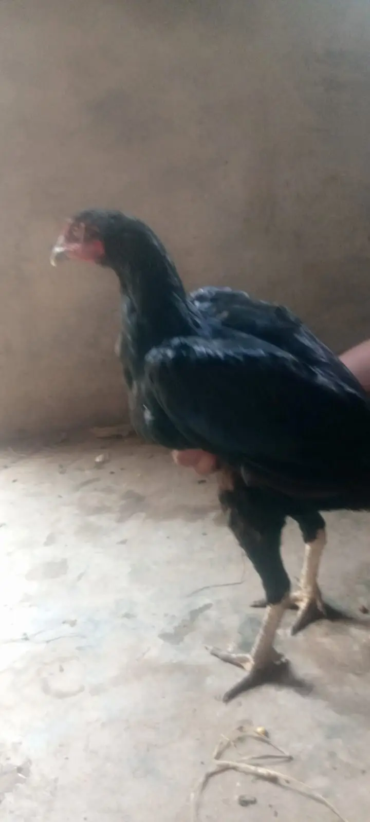 Pakistani Aseel Pair | White Bengum — photo 2