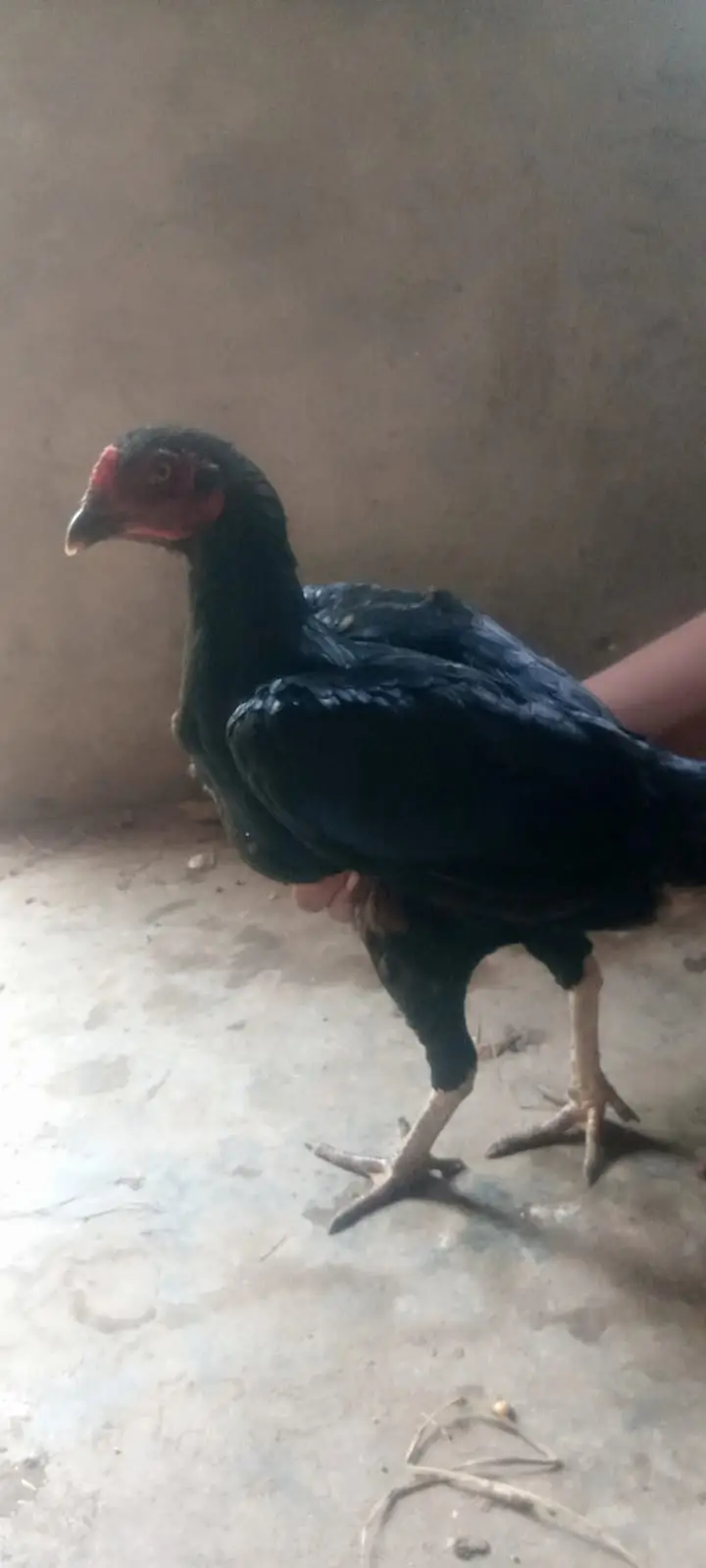 Pakistani Aseel Pair | White Bengum — photo 3