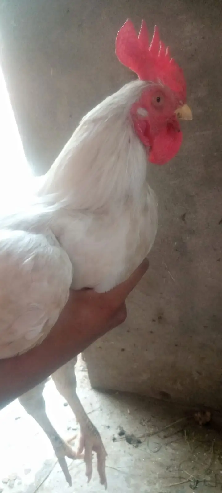 Pakistani Aseel Pair | White Bengum — photo 7