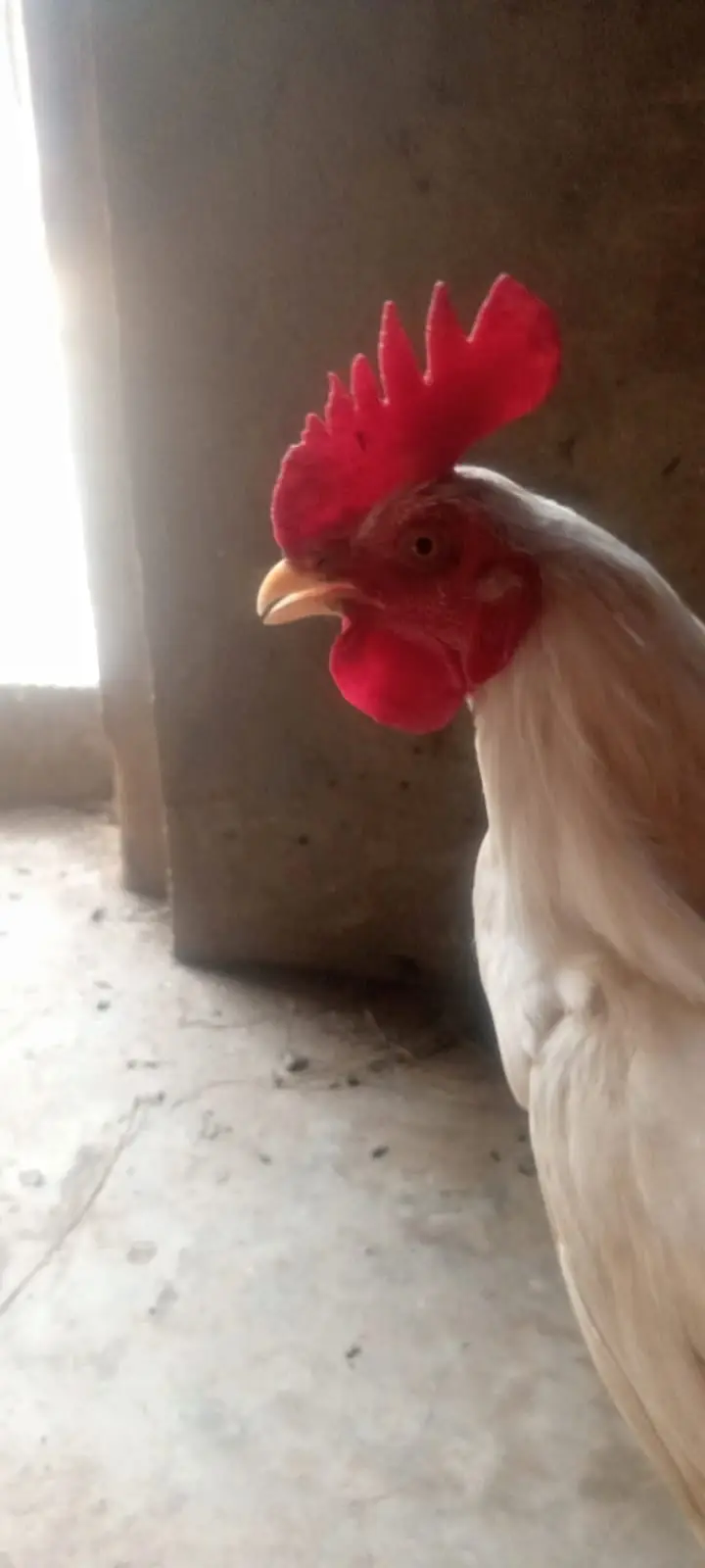 Pakistani Aseel Pair | White Bengum — photo 8