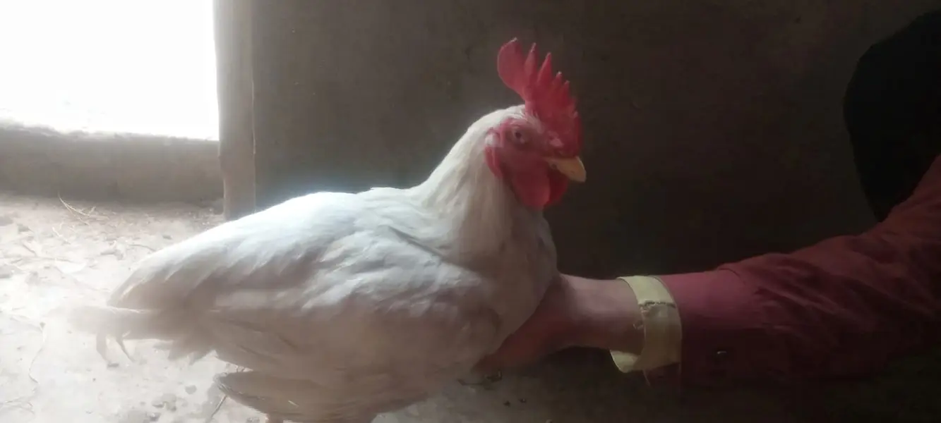 Pakistani Aseel Pair | White Bengum — photo 9