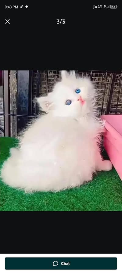 Persian cat for sale 2 month age available