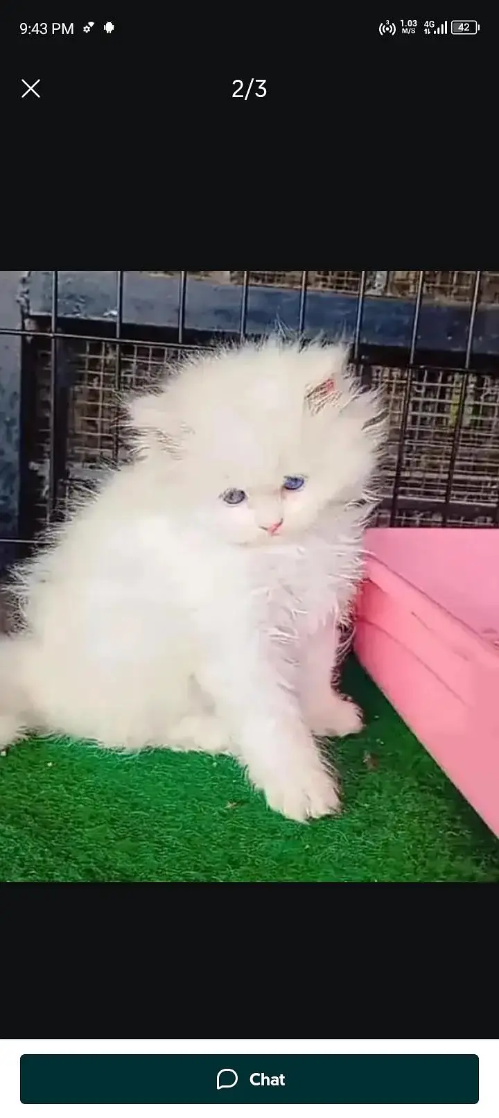 Persian cat for sale 2 month age available — photo 2