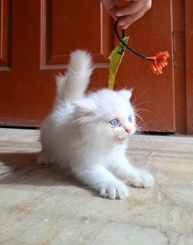 White Persian kitten/ Blue eyes