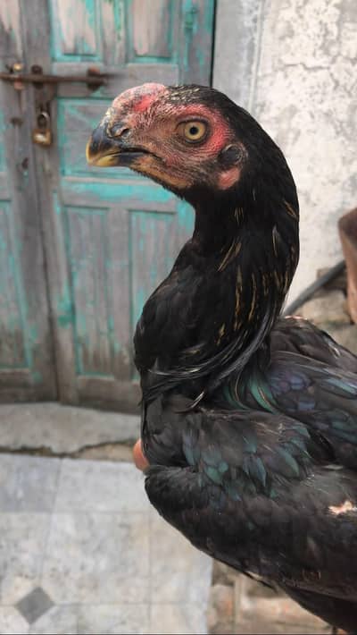 indian parrot beak pair for sale