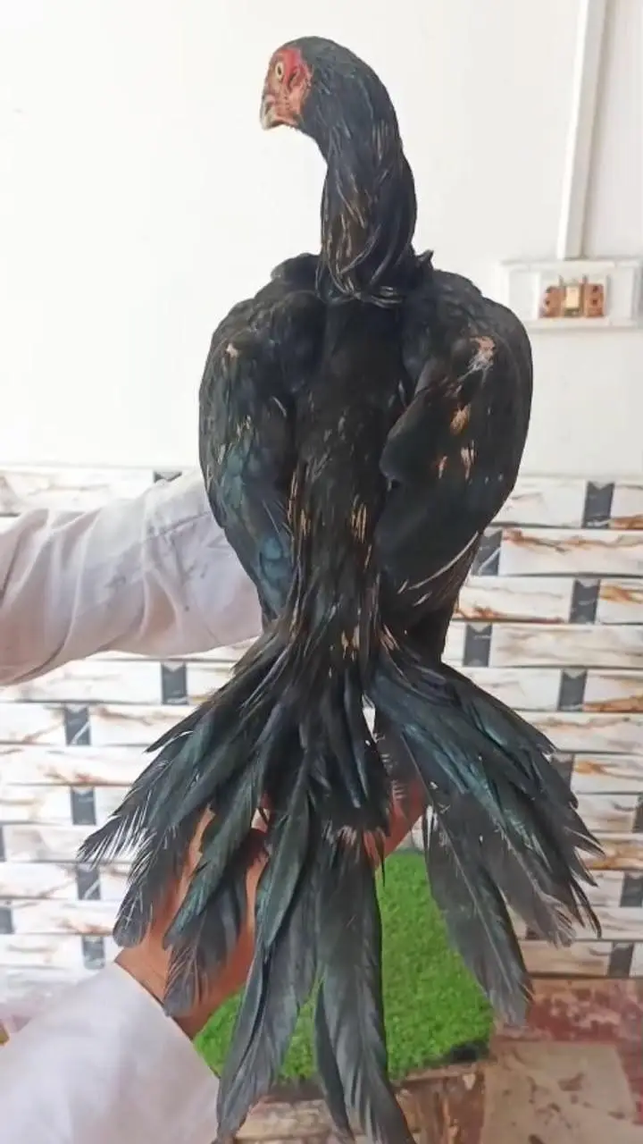 indian parrot beak pair for sale — photo 2