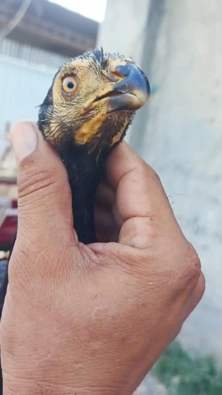 indian parrot beak pair for sale — photo 4