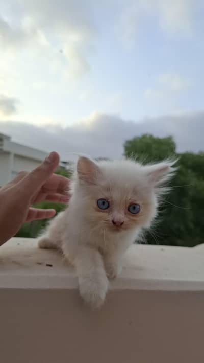 *Persian Male Kitten*