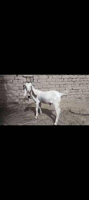 Goats Male Pure White Dasi Bakra