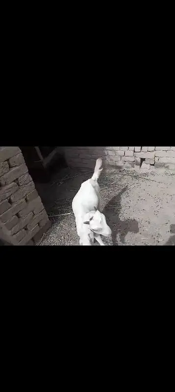Goats Male Pure White Dasi Bakra — photo 2