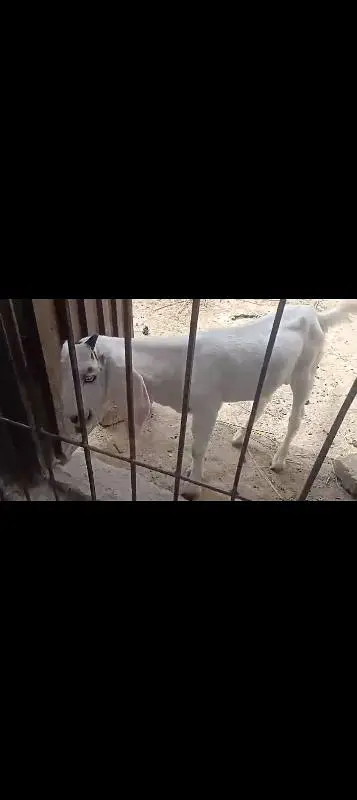 Goats Male Pure White Dasi Bakra — photo 3