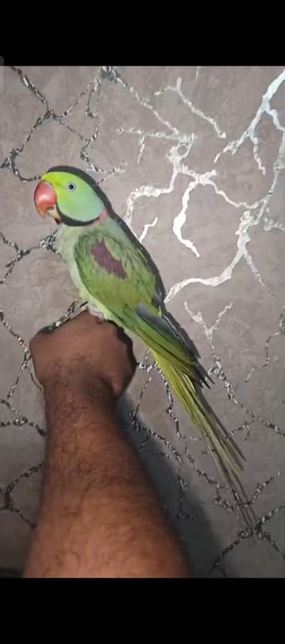 Kashmiri Raw pair parrot hand tame