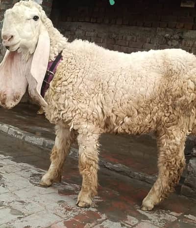 kajla chatra qurbani 2027