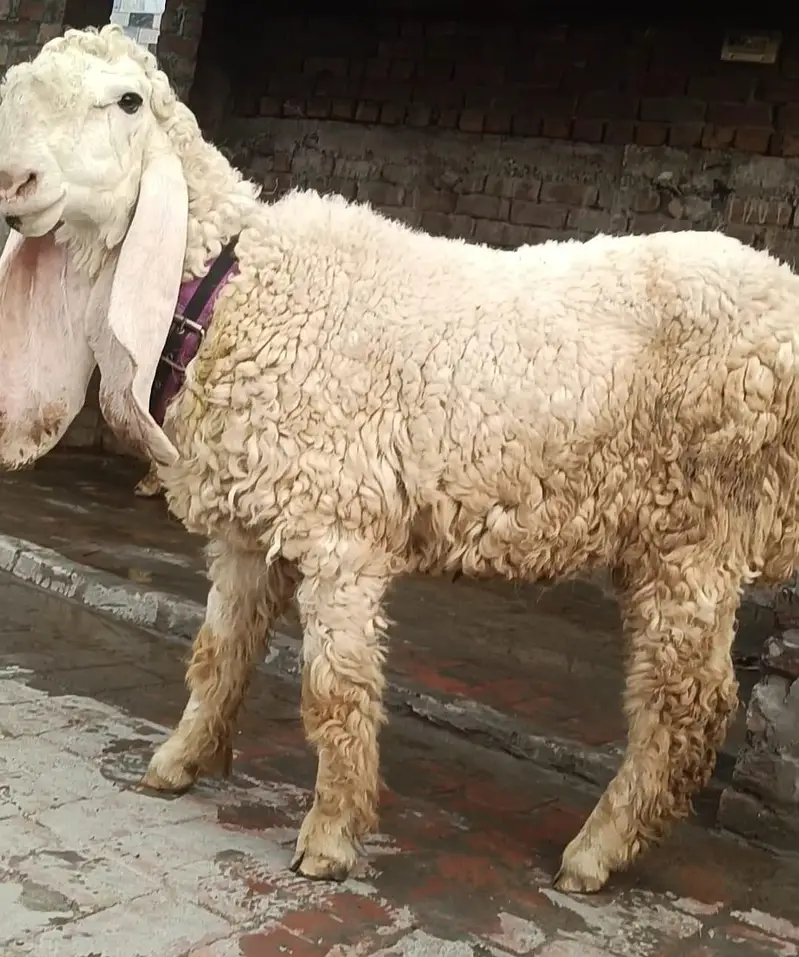 kajla chatra qurbani 2027 — photo 2