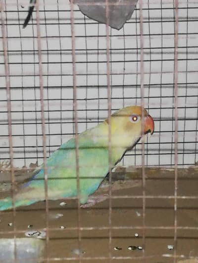 parblue pale fellow