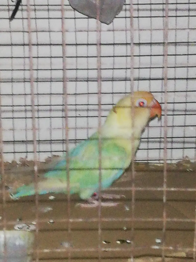 parblue pale fellow — photo 2