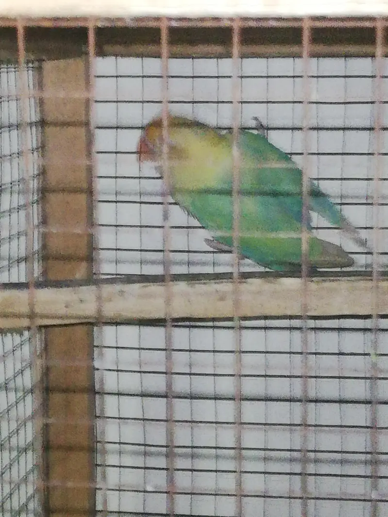 parblue pale fellow — photo 3