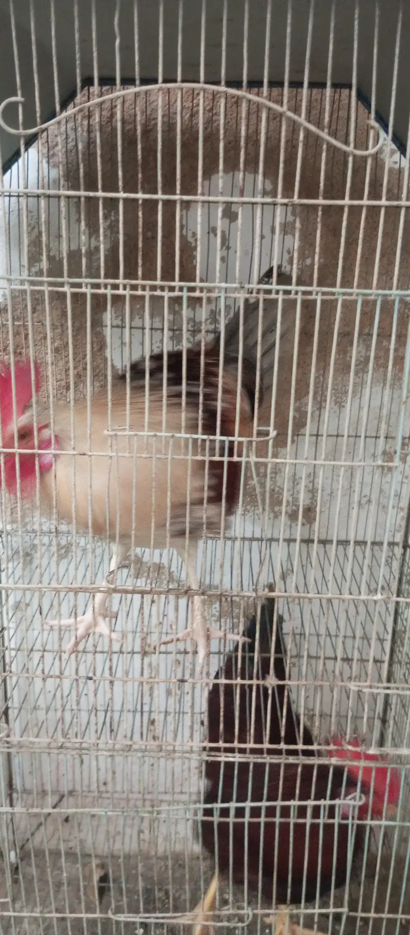 2 murgha 1 hen for sale — photo 5