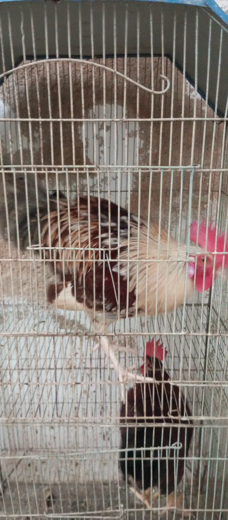 2 murgha 1 hen for sale — photo 6