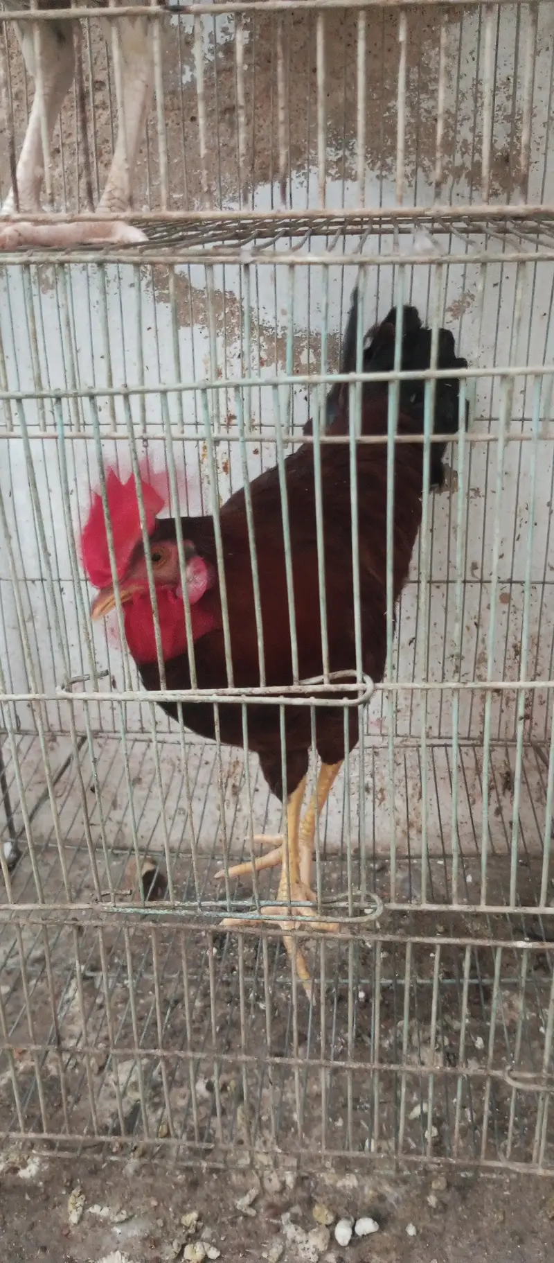 2 murgha 1 hen for sale — photo 7