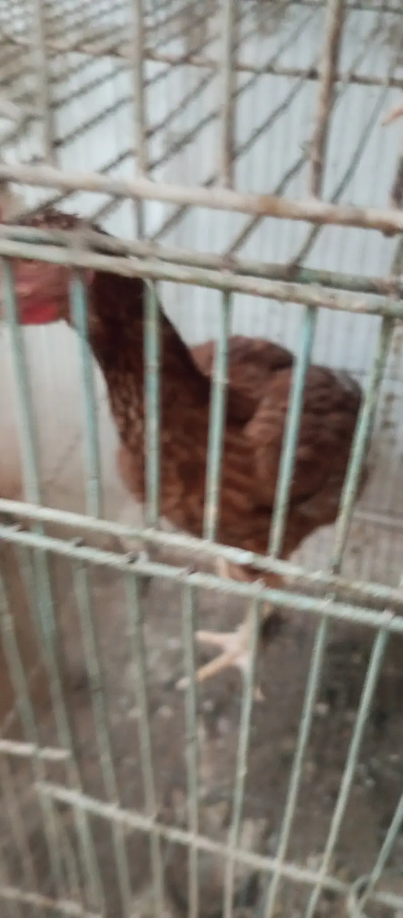 2 murgha 1 hen for sale — photo 8