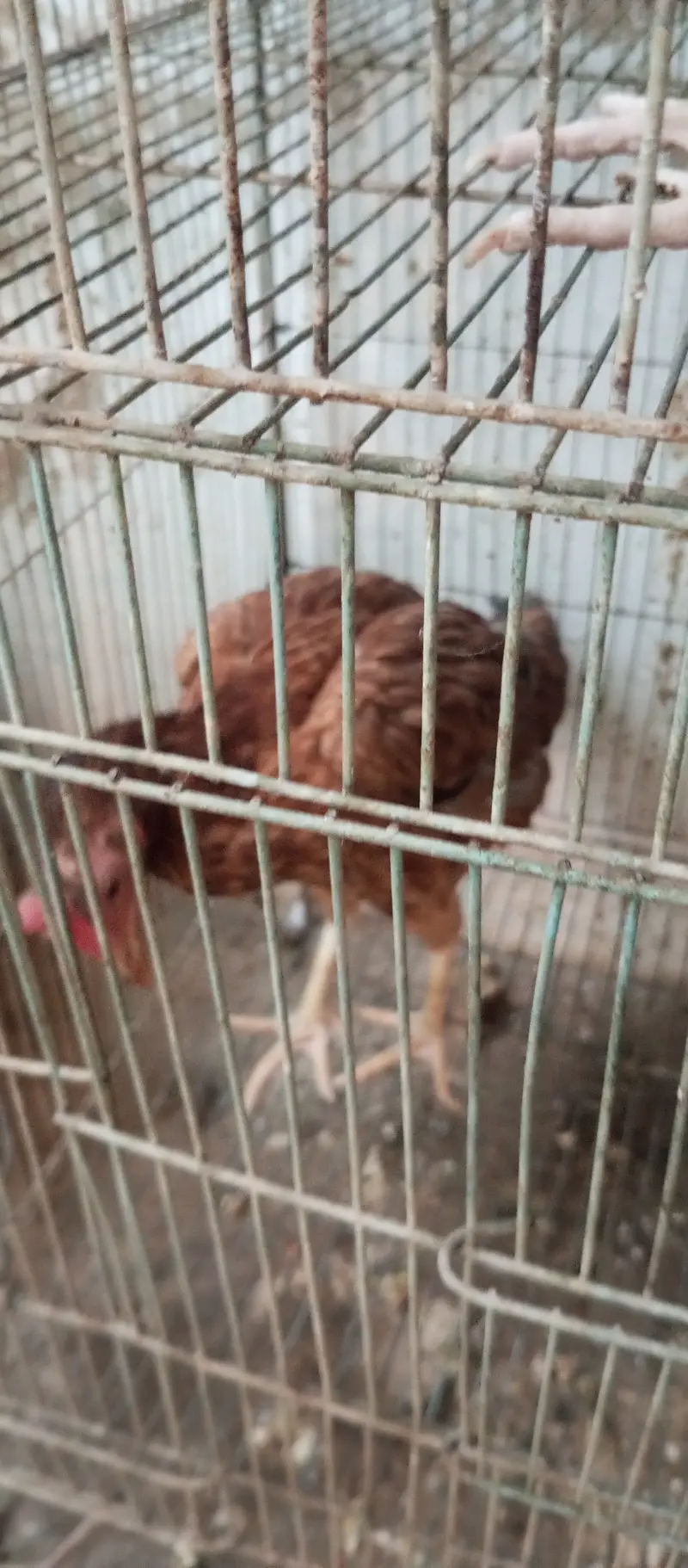 2 murgha 1 hen for sale — photo 9