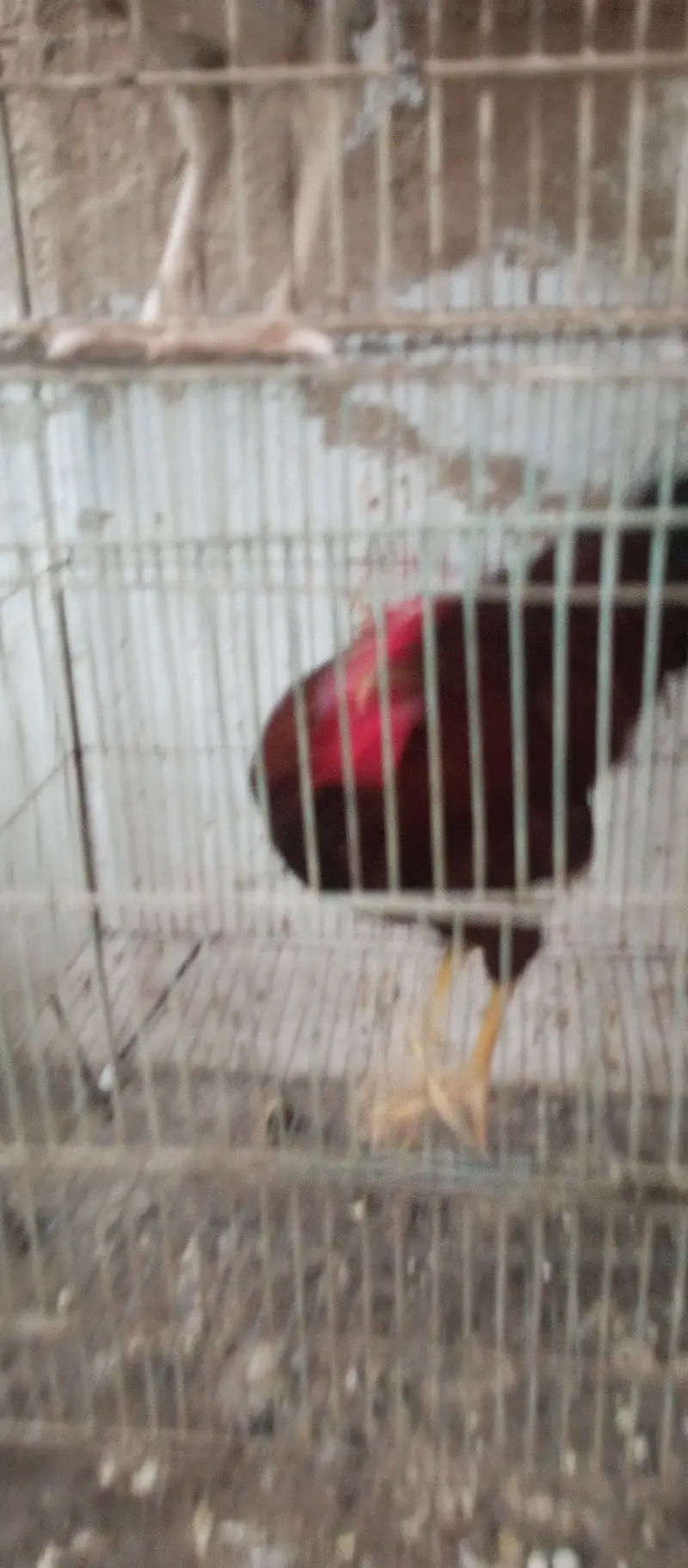 2 murgha 1 hen for sale — photo 10