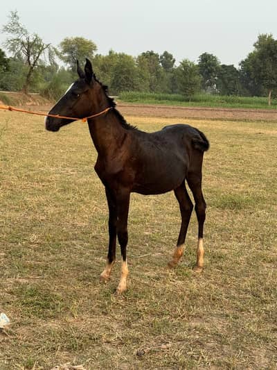 vacheri for sale