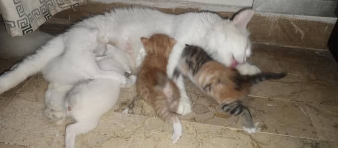 4 Persian cat kitten