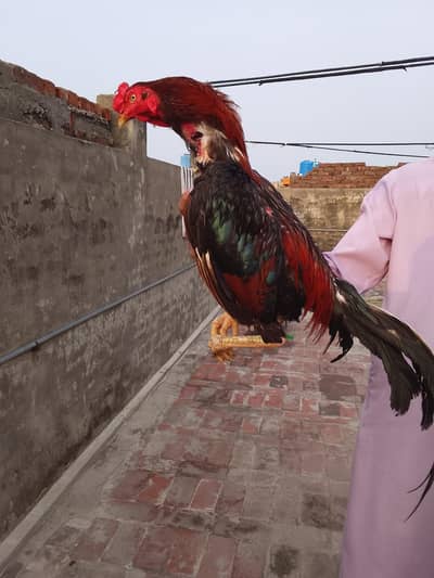 Aseel /Murga/Breeder/Lakha