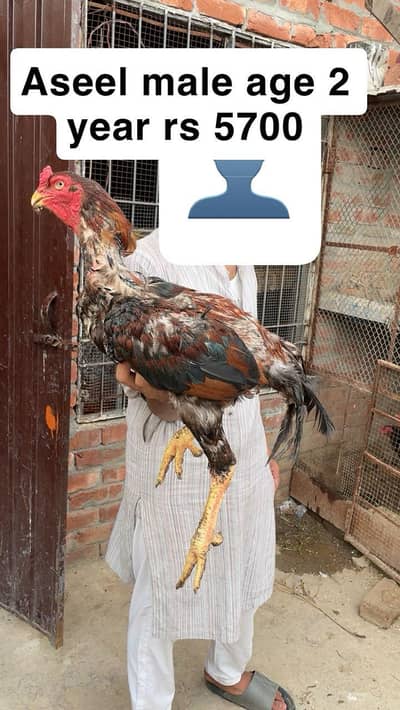 aseel miamwali home breed for sale