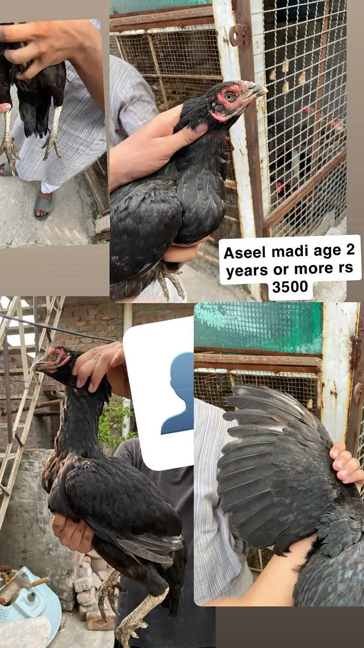 aseel miamwali home breed for sale — photo 2