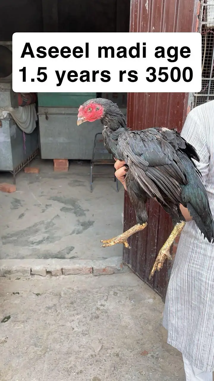 aseel miamwali home breed for sale — photo 3