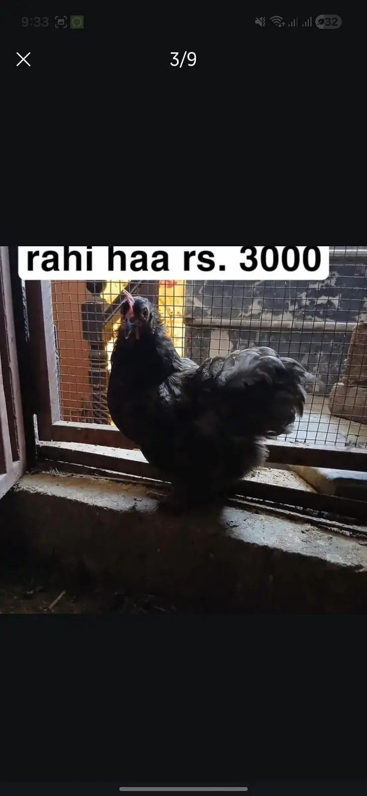 aseel miamwali home breed for sale — photo 4