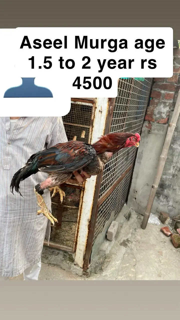 aseel miamwali home breed for sale — photo 5